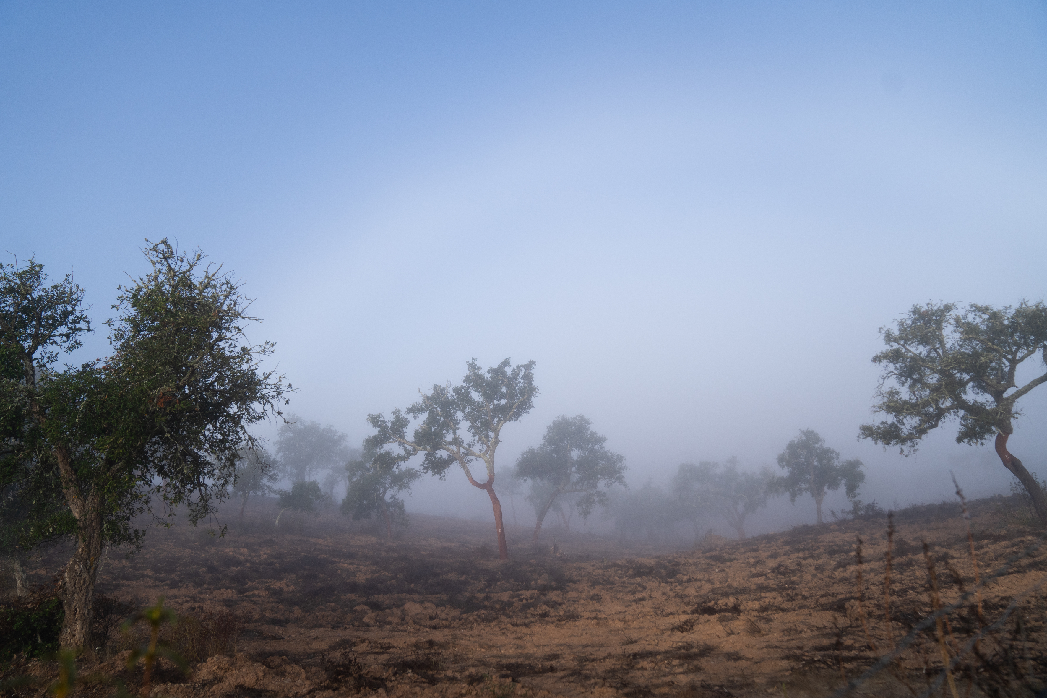 Ahnenarbeit und Aufstellungen im nebligen Alentejo, Portugal – mit Kathrin Stahl