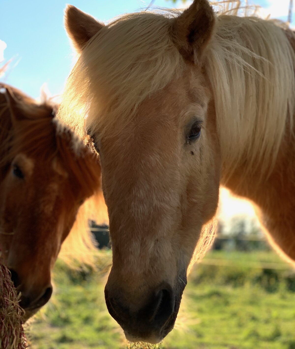 Hilfe annehmen: Warum es so schwerfällt und wie Glaubenssatzarbeit hilft