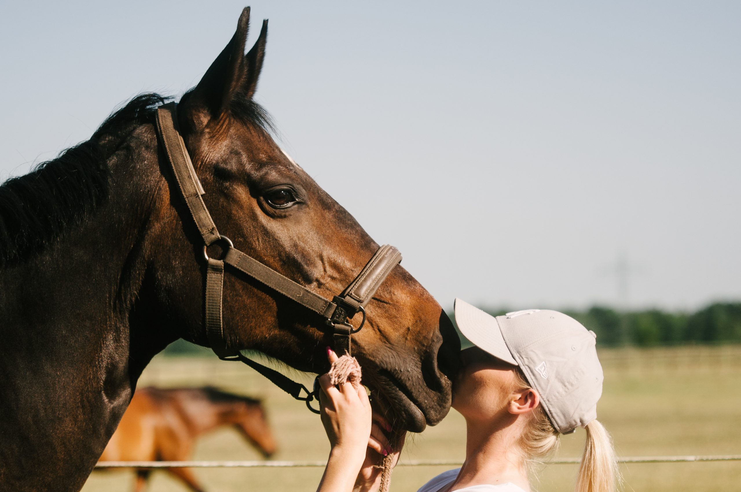 Pferdegestütztes Coaching: Wenn Pferde zeigen, was Worte nicht sagen