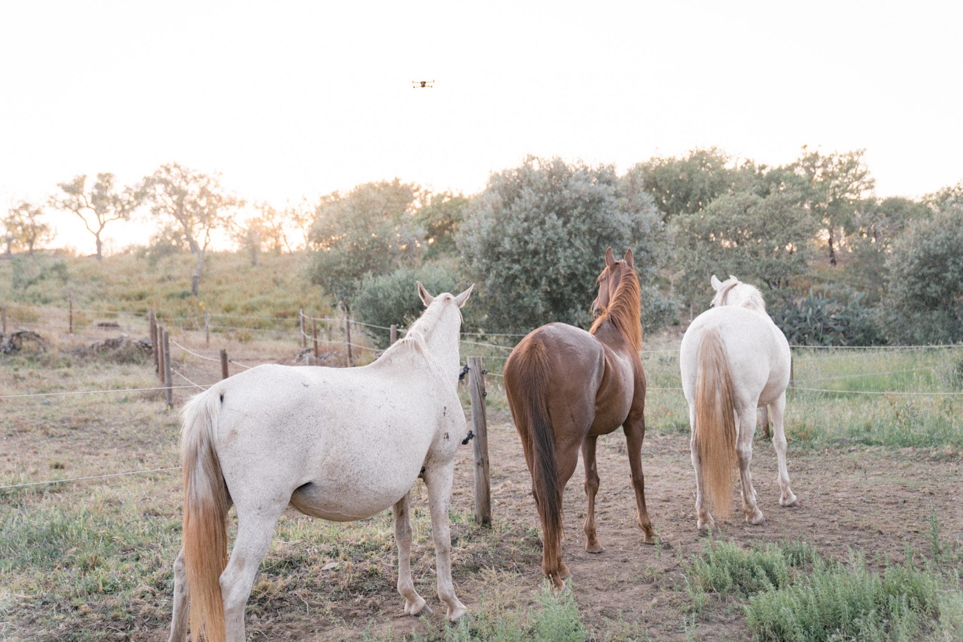 Pferdeherde in weiter Landschaft während eines Aufstellungs-Retreats mit Pferden in Portugal