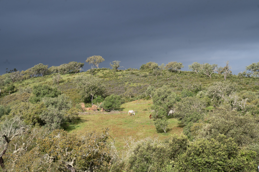 Paar-Retreat mit Pferden im Alentejo